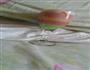 彩虹芒果布丁的做法图解6