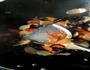 木耳炒肉丝的做法图解8