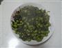 雪菜豌豆的做法图解6