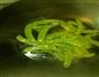 荷兰豆胡萝卜炒肉片的做法图解2