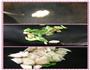 酱香杏鲍菇的做法图解6