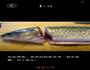 豆花鱼片的做法图解1
