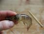 茄汁大虾的做法图解1