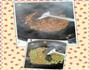 肉末蒸蛋的做法图解4