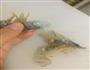 宝宝最爱黄金虾的做法图解2