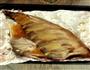 烤鲈鱼的做法图解4