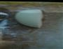 风车花的做法图解1