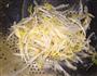 凉菜也美味—菠菜银芽的做法图解2