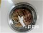 黑椒牛肉干的做法图解4