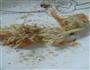 面条裹虾的做法图解5