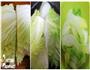 晶莹剔透创意小菜的做法图解2