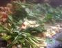 爆炒花甲肉的做法图解6