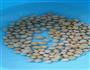 红枣松仁豆浆的做法图解2