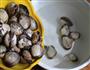 姜酒血蛤的做法图解3
