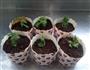 酸奶盆栽蛋糕的做法图解15