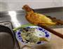 煎饺的做法图解5