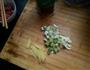 蒜薹肉丝，醋溜白菜，香菇回锅肉的做法图解5