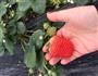 草莓酱的做法图解1