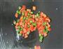 素食宫保鸡丁的做法图解4