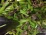 全家版牛肉炒芹菜的做法图解3