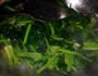 菠菜炒鸡蛋的做法图解3