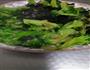 耗油木耳海米西兰花的做法图解4