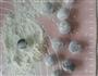 雪衣豆沙团的做法图解2