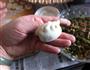 韭菜馅儿水饺的做法图解15
