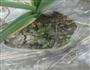 煎荠菜饼的做法图解1