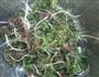 煎荠菜饼的做法图解2
