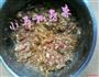 红烧小肉丸的做法图解1
