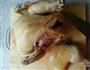 白斩鸡 的做法图解7