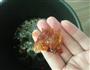 桃花泪皂角米牛奶美颜汤的做法图解3