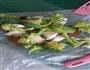减肥素食乌冬面的做法图解1