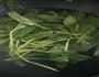 菠菜猪肝粥的做法图解4