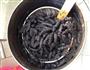 海参泡发的做法图解3