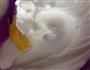 棉花蛋糕的做法步骤5