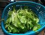 蚝油生菜的做法图解1
