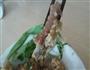 糯米蒸排骨的做法图解4