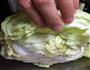 包菜鲜肉卷的做法图解1
