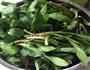 素炒马兰头的做法图解1