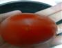 西红柿煲饭的做法图解3