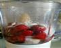 代餐草莓奶昔的做法图解2
