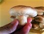 蘑菇鮮肉包的做法图解8