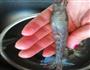 虾粥的做法图解2