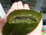 艾香青团的做法图解5
