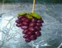一品葡萄的做法图解10