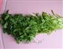 腌芫荽的做法图解2
