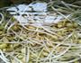 豆芽机发黄豆芽的做法图解5