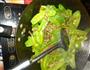豌豆荚炒肉丝的做法图解6